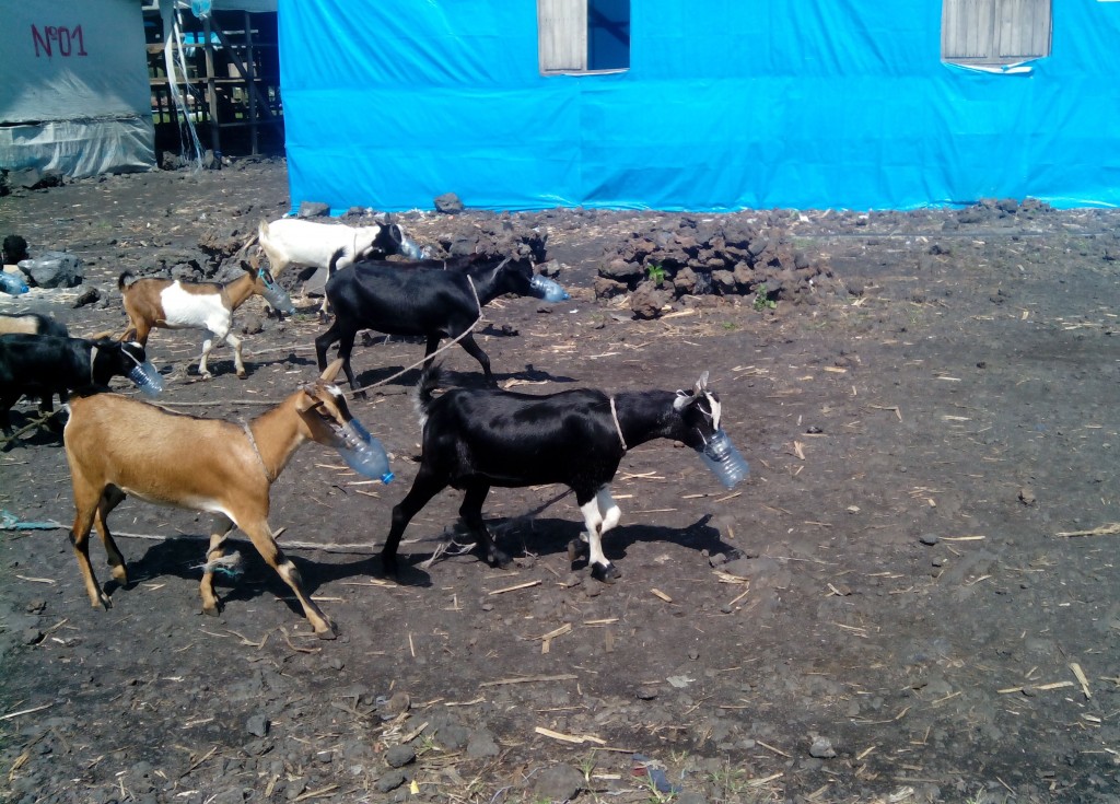 Photo prise dans le camp de Mungunga 1